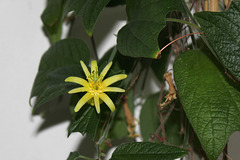 Passiflora citrina (2)