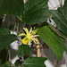 Passiflora citrina (3)