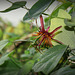 Passiflora 'Sunfire ' (3)