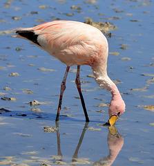 "Pretty Flamingo...."