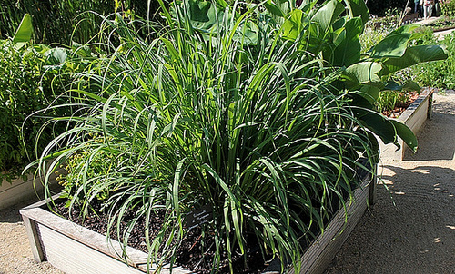 Cymbopogon citratus - citronnelle 13214086.8c4067c4.500
