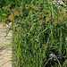 Cyperus esculentus -Souchet comestible- Amande de terre