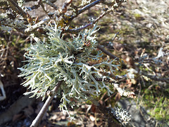 Lichen on my goose berry bush