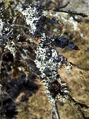 Lichen on my goose berry bush
