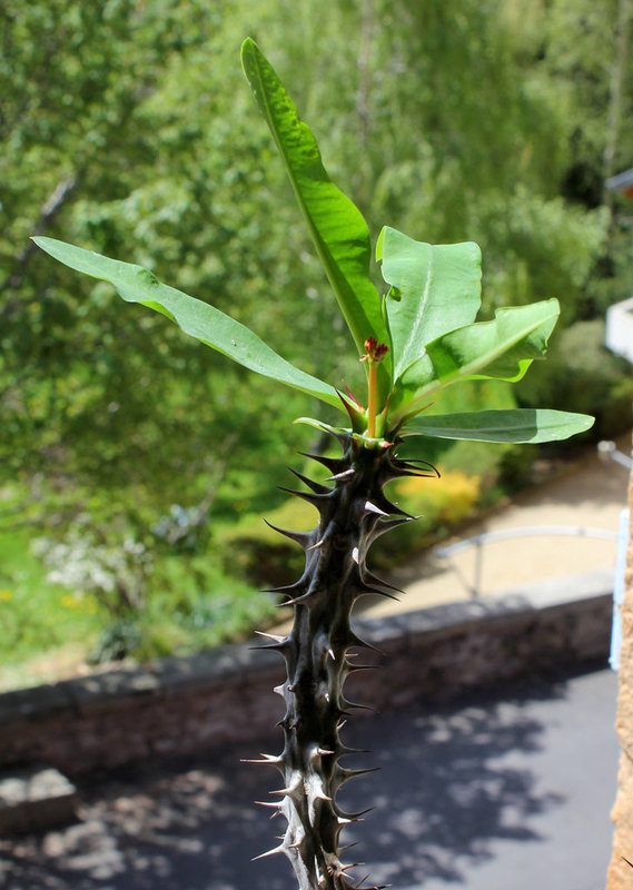 Euphorbia millii (4)