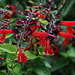 Salvia coccinea (3)