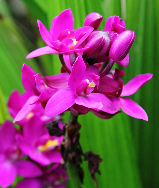 orchidée palmier