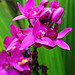 orchidée palmier