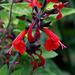 Salvia coccinea (4)