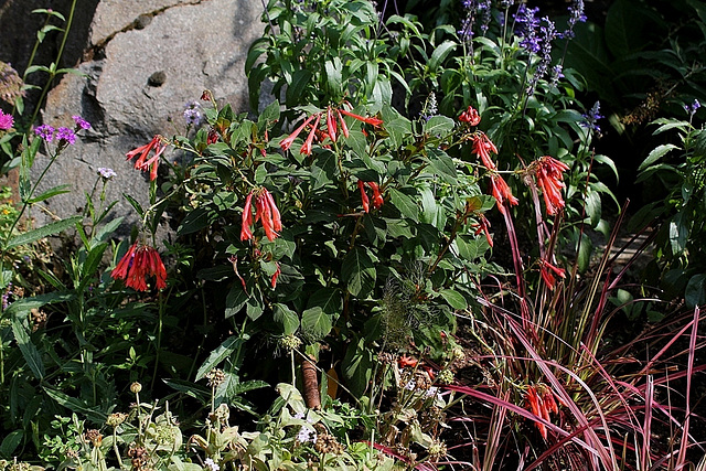 Fuchsia groupe Triphylla, hybride (3)