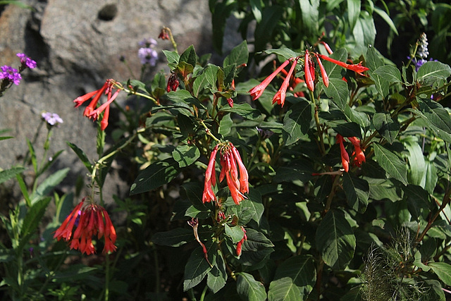 Fuchsia groupe Triphylla, hybride (4)