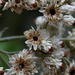 Helichrysum petiolare (7)