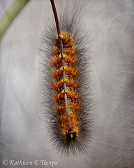 Caterpillar - Sometimes the world looks better upside down! Flypaper Texture