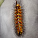 Caterpillar - Sometimes the world looks better upside down! Flypaper Texture