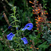 Salvia patens (2)