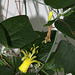 Passiflora citrina - Les 3 âges