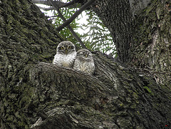 TWO OWL