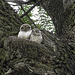 TWO OWL