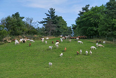 Joli troupeau de chèvres