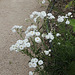 Achillea ptarmica flore pleno