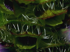 Brunella vulgaris