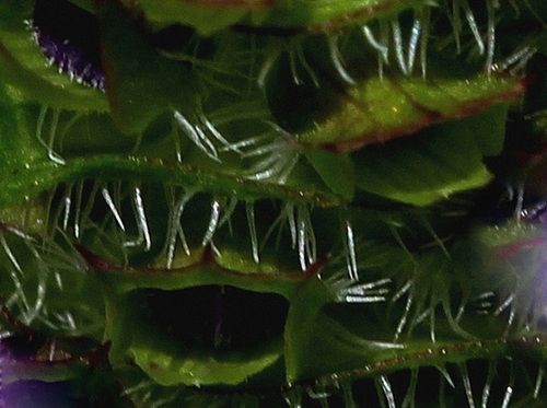 Brunella vulgaris