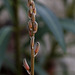 Aloe somaliensis (2)