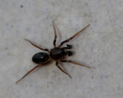 Corrinidae? Araignée minuscule
