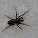 Corrinidae? Araignée minuscule