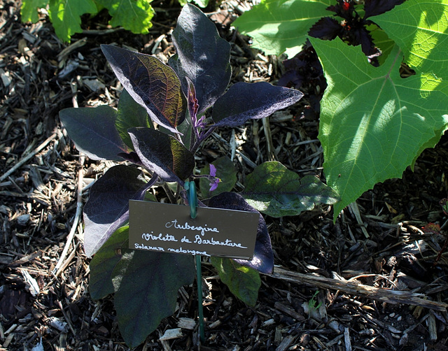 Solanum melongena - Aubergine de Barbentane (2)