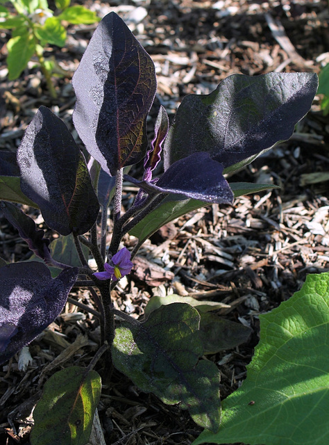 Solanum melongena - Aubergine de Barbentane (3)
