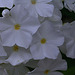 Phlox paniculata blanc (2)