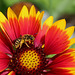 abeille sur Gaillarde