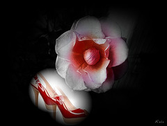 Coeur de Rose aux pieds / Heart, high heels and rose.
