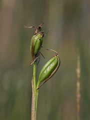 Pteroglossaspis ecristata (Spiked Medusa orchid) seed capsules 01