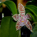 Phalaenopsis hieroglyphica (2)