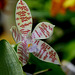 Phalaenopsis hieroglyphica (4)
