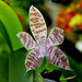 Phalaenopsis hieroglyphica (3)