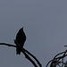 Oiseau de nuit (3)