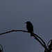 Oiseau de nuit (5)