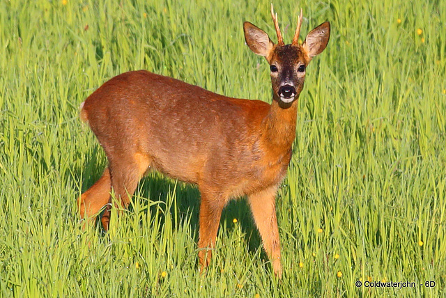 Young Roe Buck #9