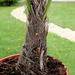 Trachycarpus wagnerianus (6)