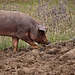 20120507 9060RTw [E] Iberisches Schwein (spanisch: Cerdo Ibérico), Extremadura