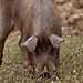 20120507 9064RTw [E] Iberisches Schwein (spanisch: Cerdo Ibérico), Extremadura