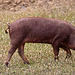 20120507 9066RTw [E] Iberisches Schwein (spanisch: Cerdo Ibérico), Extremadura