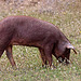 20120507 9067RTw [E] Iberisches Schwein (spanisch: Cerdo Ibérico), Extremadura