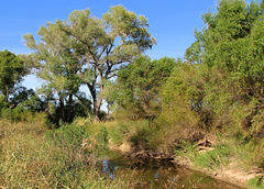 The San Pedro River