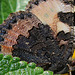 Aglais urticae-Vanesse petite-tortue (3)
