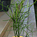 Euphorbia tiracalli
