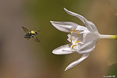 Megachile (Eutricharaea) albohirta (♀)